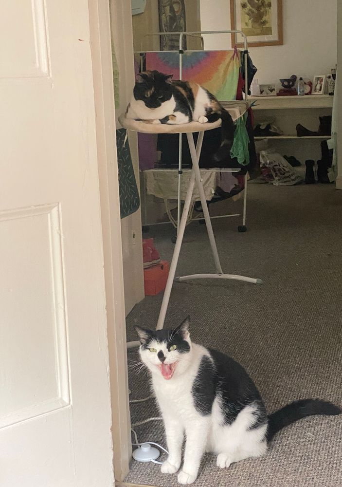 Two cats - one waiting patiently on an ironing board and one sitting on the floor yelling like a demon 