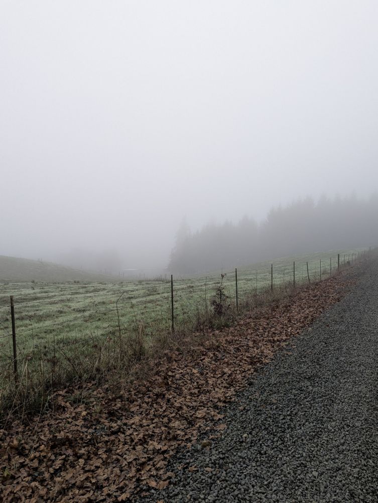 A grove of fir trees bordering a foggy gravel road and a valley