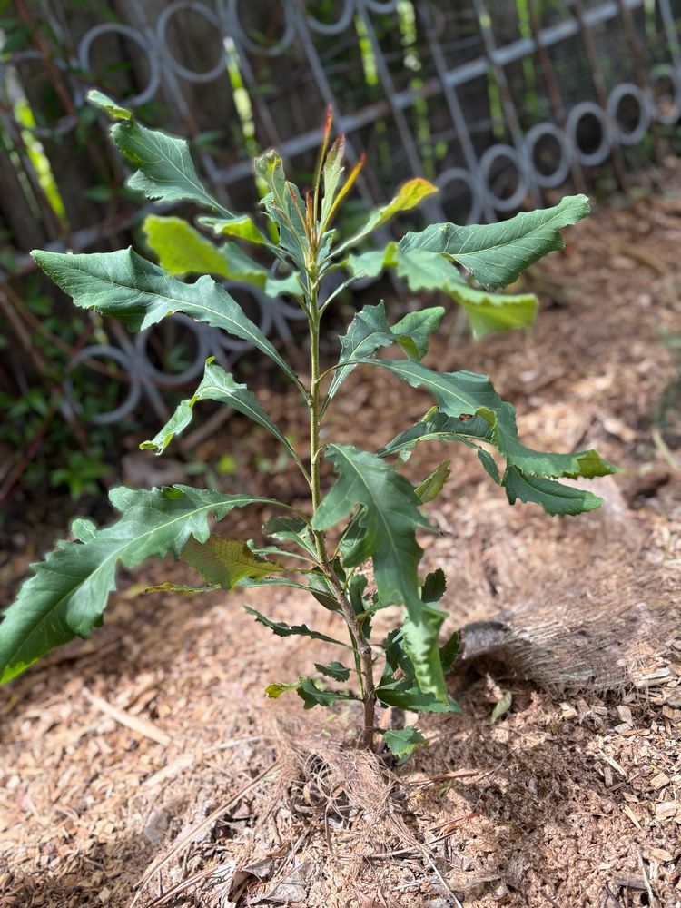A juvenile Waratah plant, with beautiful leaves.