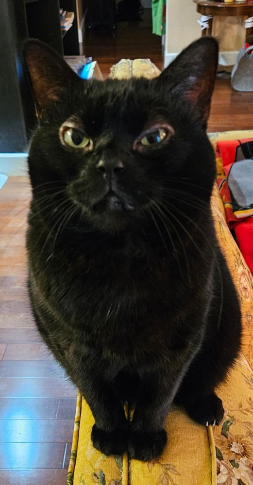 Cora, a female black cat, sits on top of a mustard-yellow couch and poses for the camera.