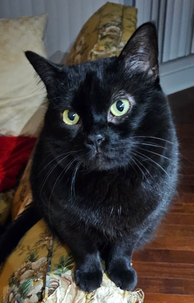 Cora, a female black cat, sits atop a mustard-yellow couch.