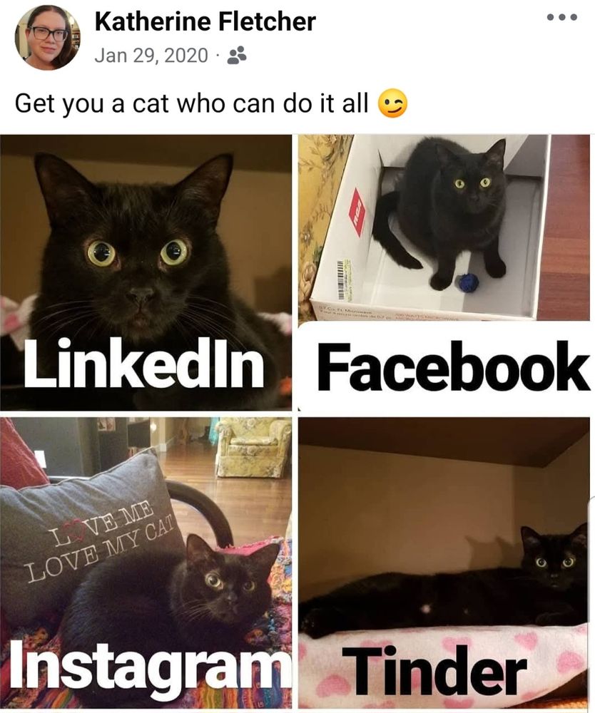 Four photos of Cora, a female black cat, laid out in grid, captioned clockwise: LinkedIn, Facebook, Instagram, Tinder
