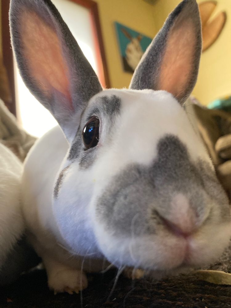 extreme closeup of a white bunny with silvery gray markings.