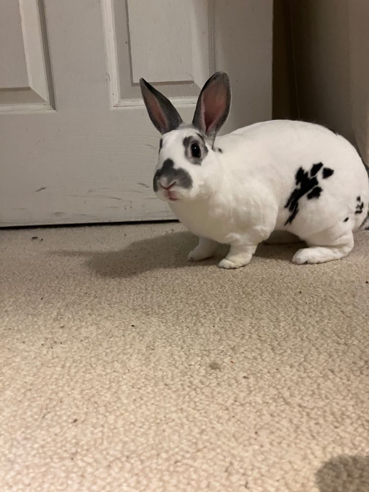a mostly white rabbit crouches on the carpeted floor looking cautious and expectant.