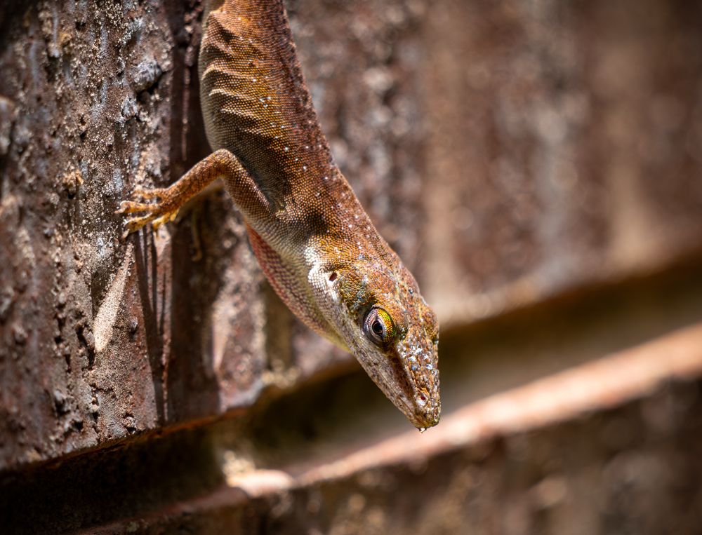 A green anole lizard clings to the side of a brick house. It is climbing downward. Its coloration is brown in this shot, with vibrant rainbow dots around its eye. The underside is white. 
The back half of the lizard is cropped out. 