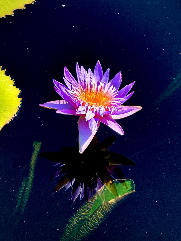 Chicago Botanic Garden Floating Egyptian Lotus and reflection