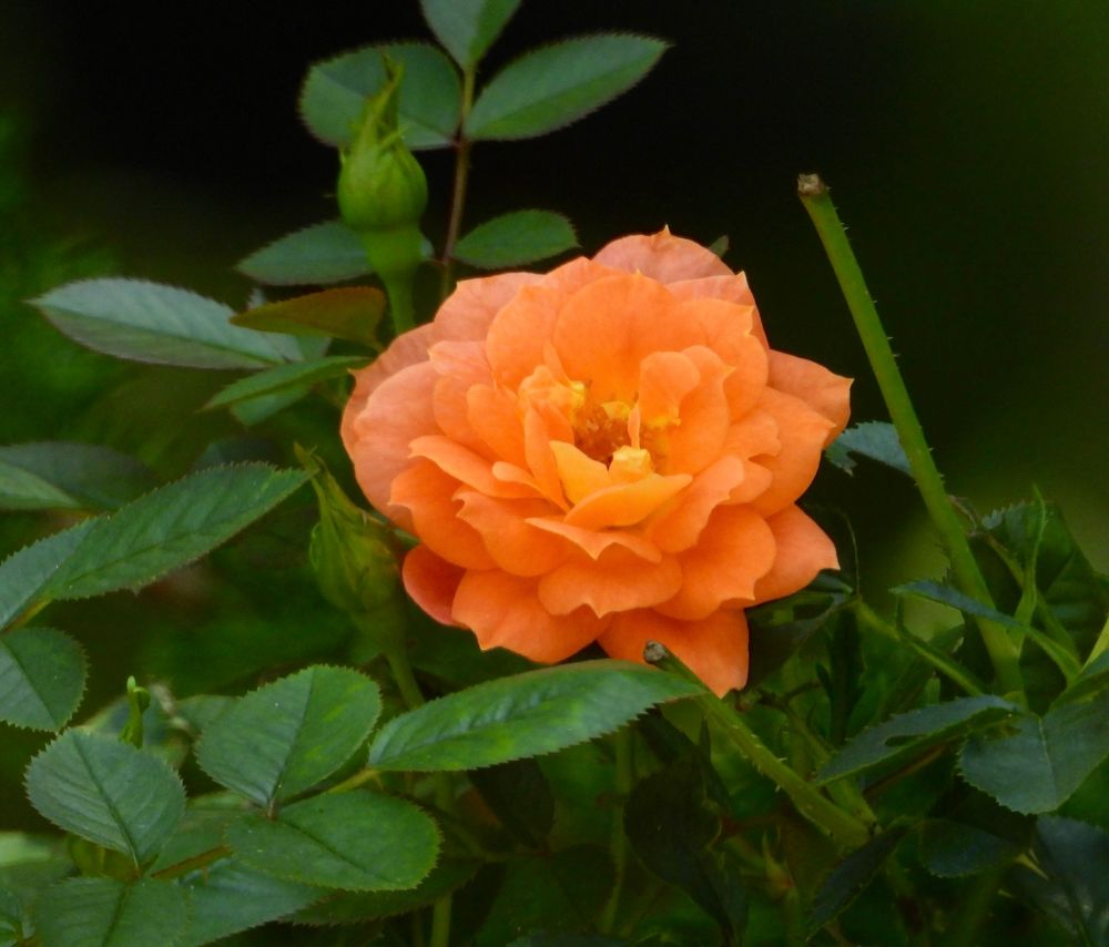 [Lake County, Illinois USA]

Tangerine Flames Minifloribunda climbing rose