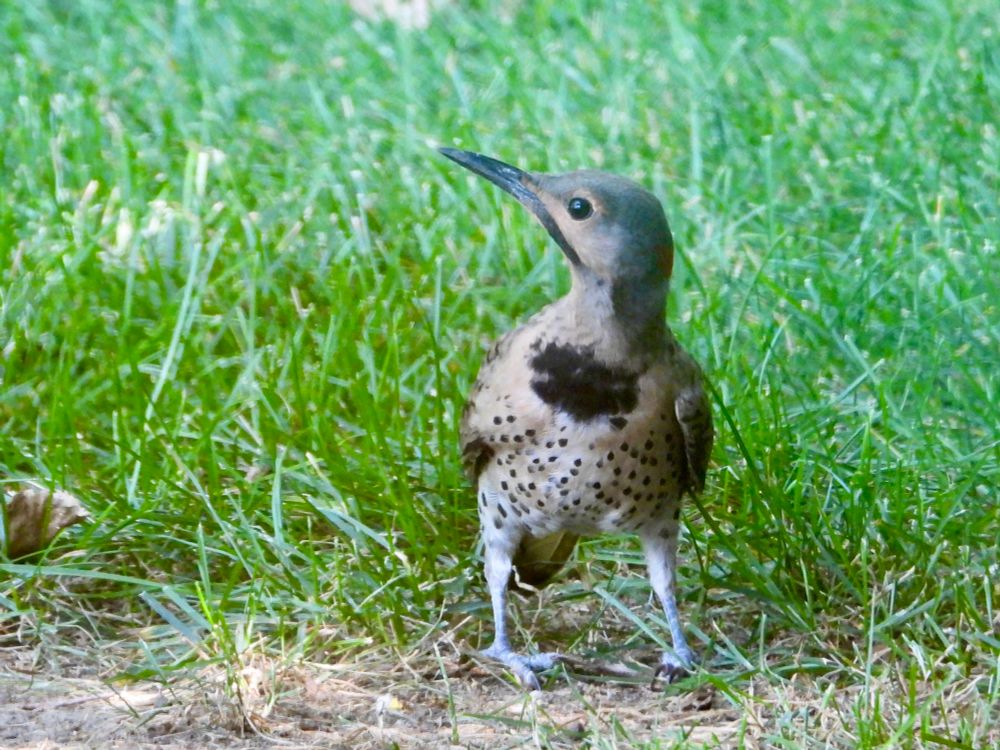 [Lake County, Illinois USA]
