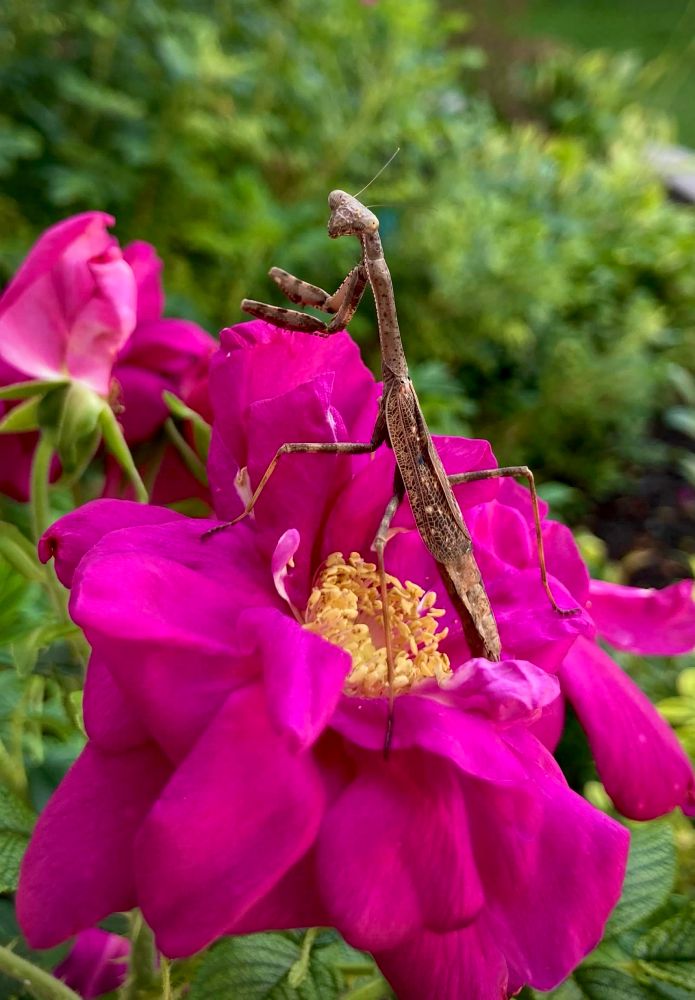 [Lake County, Illinois USA]