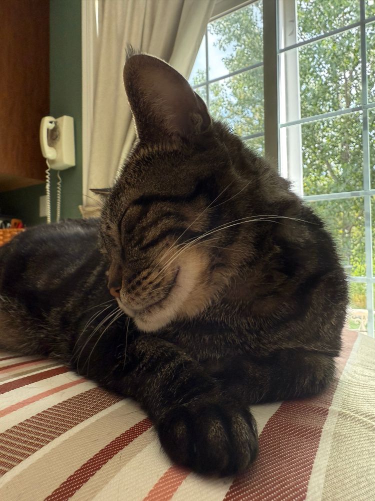 1 year old cat sleeping on a cushion in front of a door