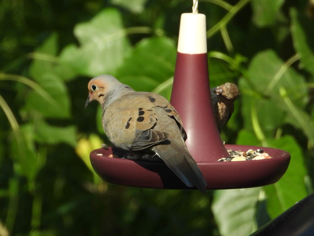 [Lake County, Illinois USA]