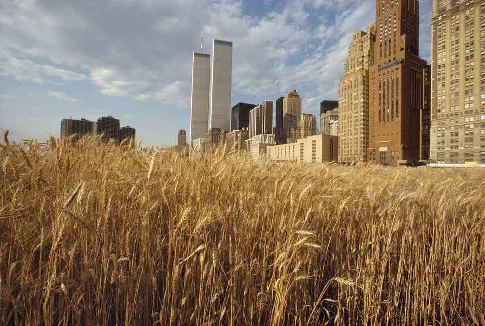 a low angle shot of a field of wheat with the twin towers of the world trade center in the centre background of the shot. other buildings of lower manhattan edge the field to the right