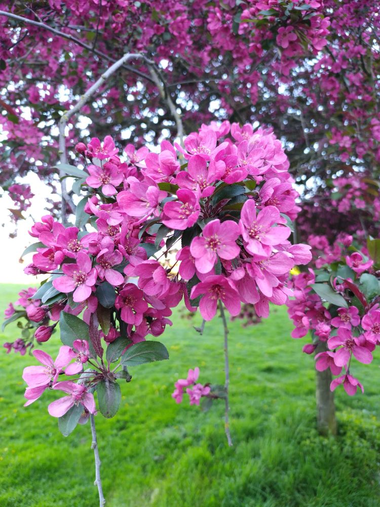 Some beautiful pink flowers on the trees near the walking paths. Not entirely sure what they are.
