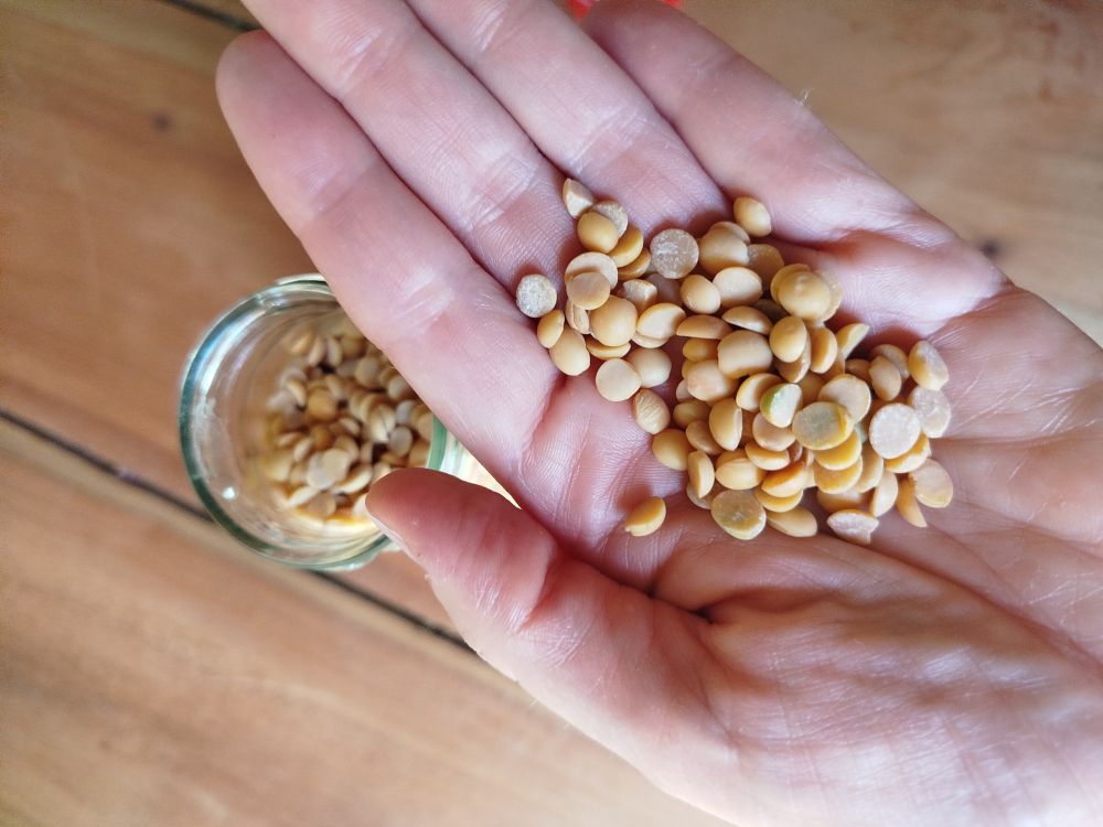 Minha mão com a palma aberta segurando vários grãos de cor amarelada, que tem uma face chata e outra arredondada. No segundo plano da imagem, uma mesa de madeira e um vidro com mais desses grãos 