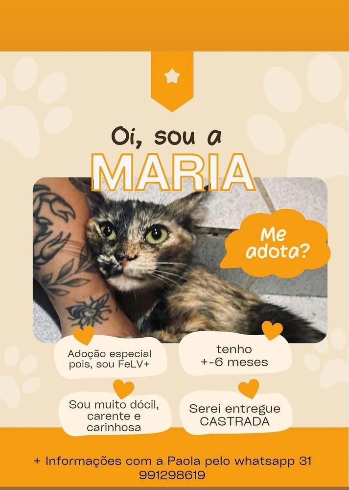 Um flyer com a fotinha da gata e informações para adoção. A gatinha tem passagem manchada de preto, laranja e bege, olhos verdes, está encostada num braço tatuado. Está escrito: me adota? Adoção especial pois sou FELV+; sou muito dócil, carente e carinhosa; tenho +ou- 6 meses; serei entregue castrada. Informações com a Paola no ZAP 31 99129-8619