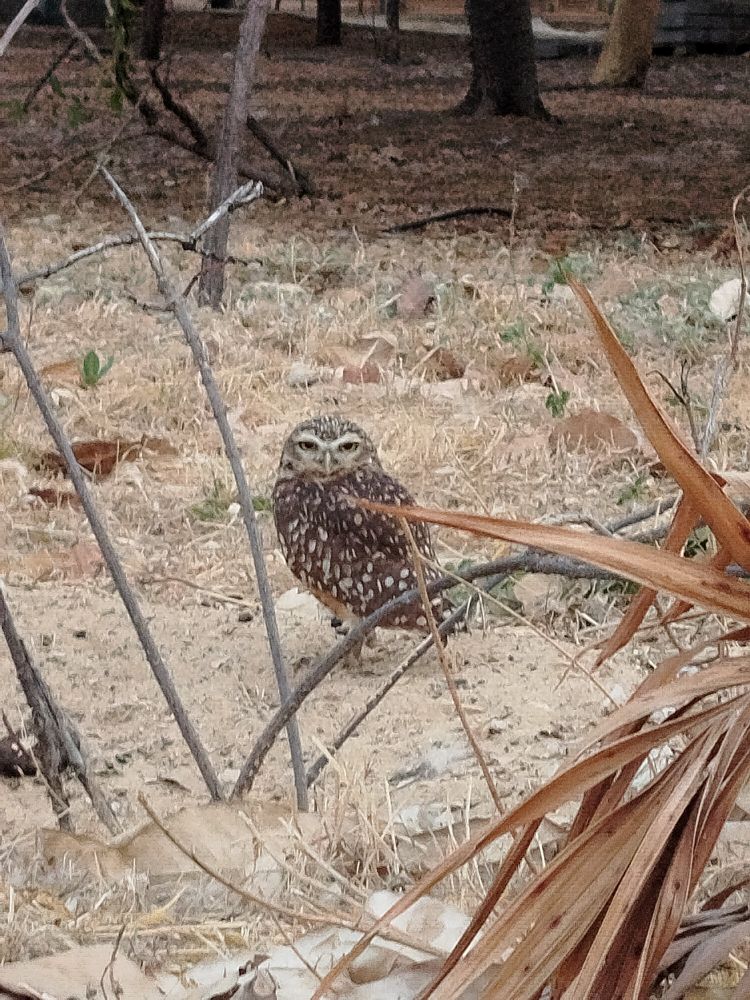 Uma coruja pousada no chão. O chão está cheio de gramíneas e outras vegetações completamente secas e amarelas. A coruja tem a asa marrom machada de branco e está pousada de lado, mas olhando pra foto