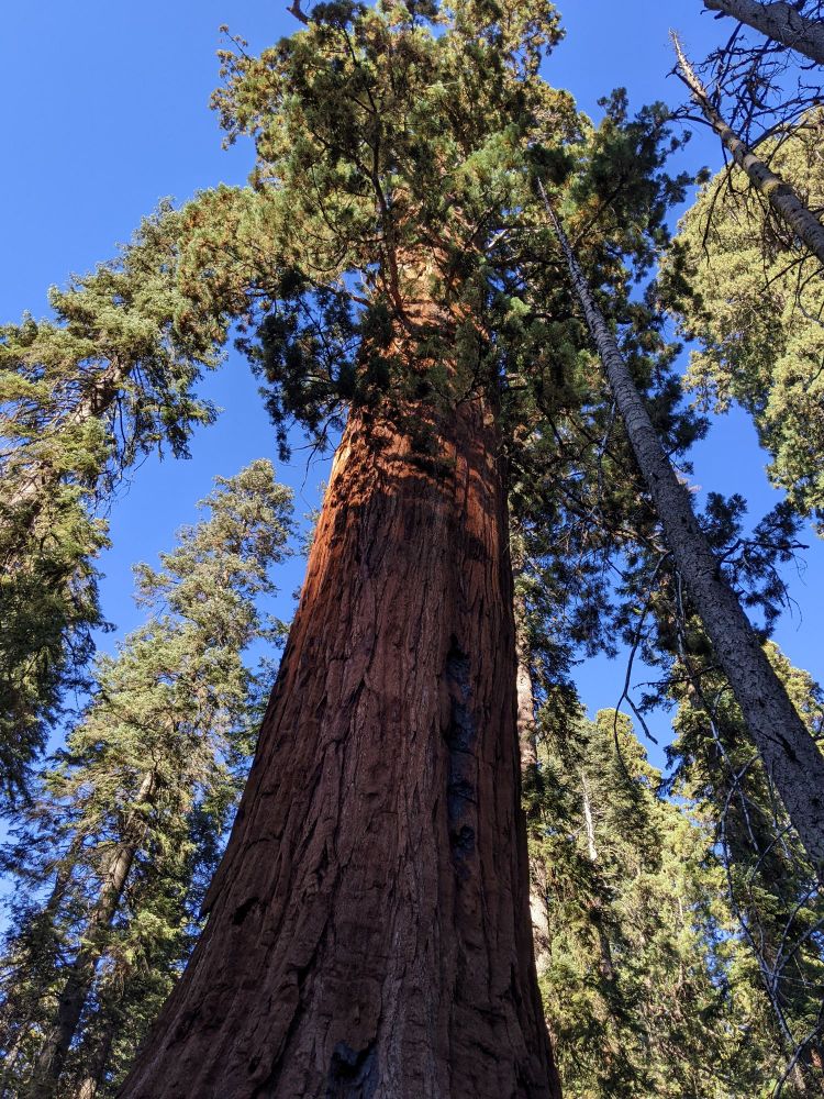 View from below, looking up into a giant redwood tree (Sequoia) against a clear blue sky.