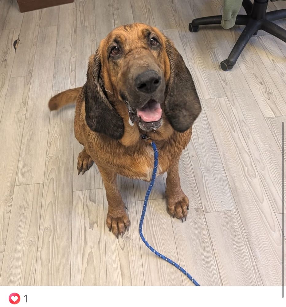 Somebody adopt Macie the bloodhound!