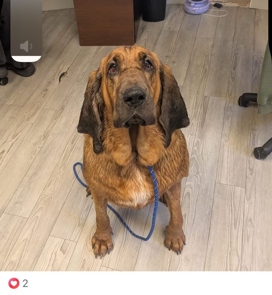 Macie, a lovable bloodhound needing a home