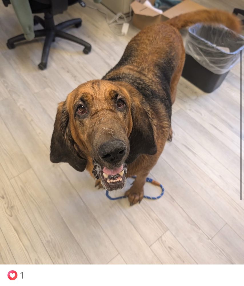 Macie the bloodhound needs a home 