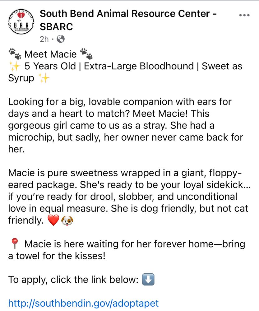 SBARC info about Macie, a bloodhound in need of a home in South Bend, Indiana