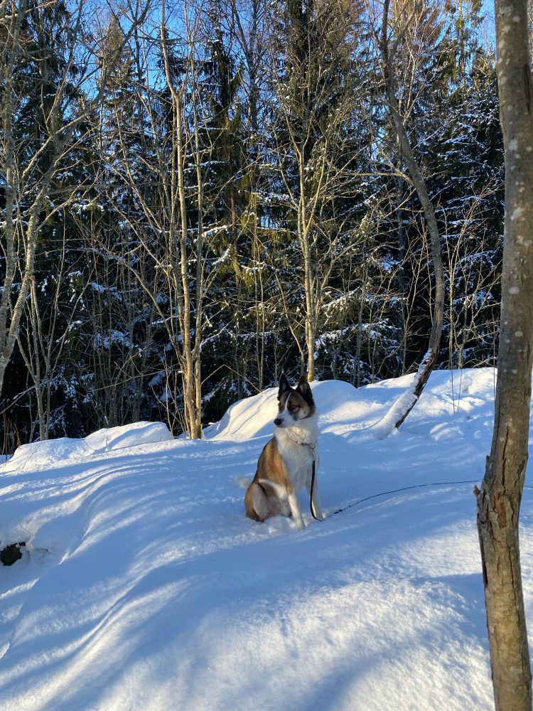 A very pretty Nordic spitz and Bordercollie mix dog sitting in the snow. 