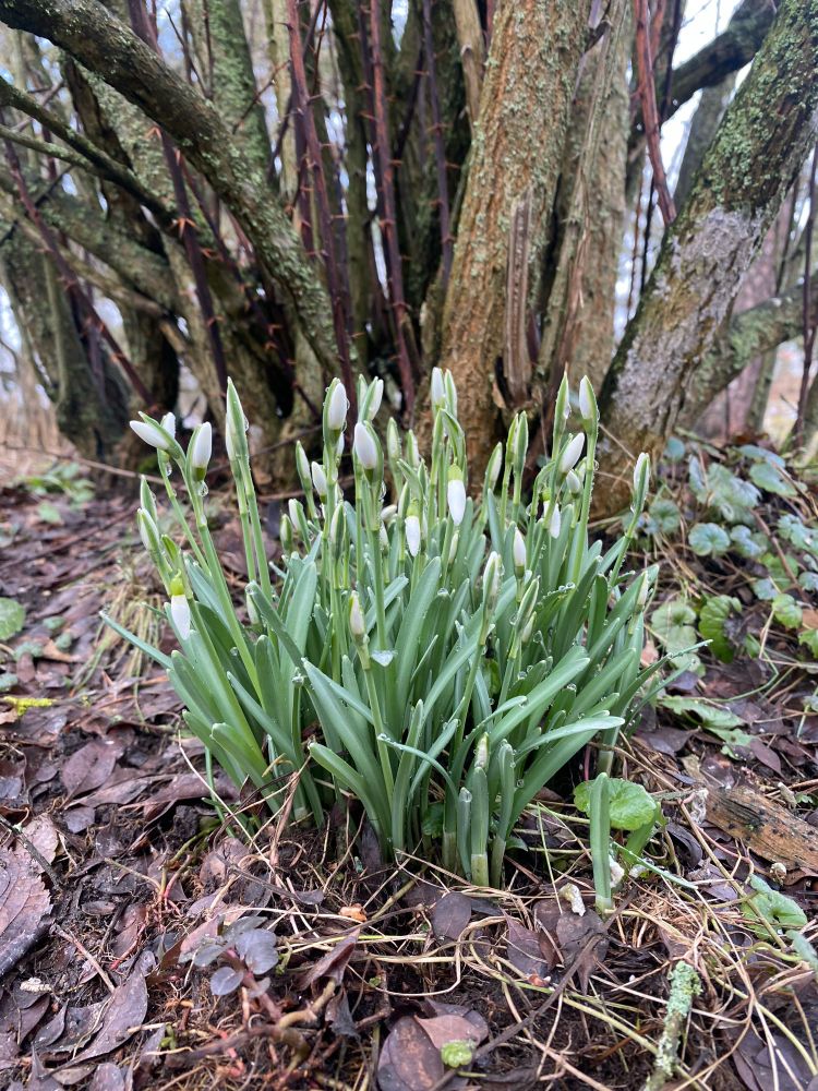 First snowdrops of the season.