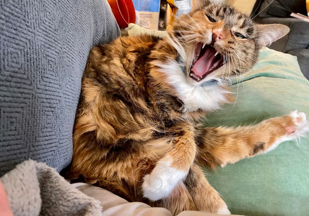 Emma Jane appearing to be screaming at me. Showing all the teeth she will start to resorp soon!