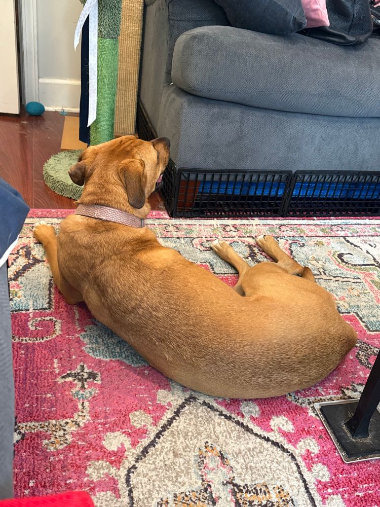 Iris, New Orleans brown dog, looks at the little gate blocking her from pushing her ball under the couch. Over and over again.