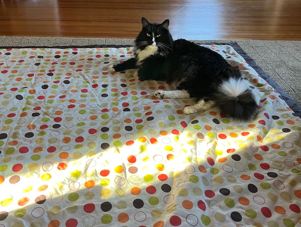 Black and white tuxedo cat lounging on a picnic blanket on the floor. In front of him is a sunbeam, but he’s not quite lying in the sun and is looking annoyed by it.