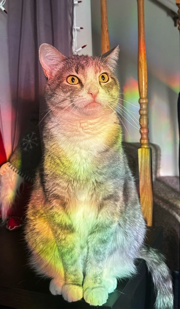 Rainbow light reflection on cat looking 💅🏻🌈