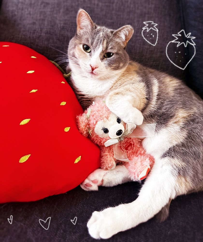 Ame my short round bean of a cat cuddling to my strawberry pillow and her small pink teddy bear in her arms. 