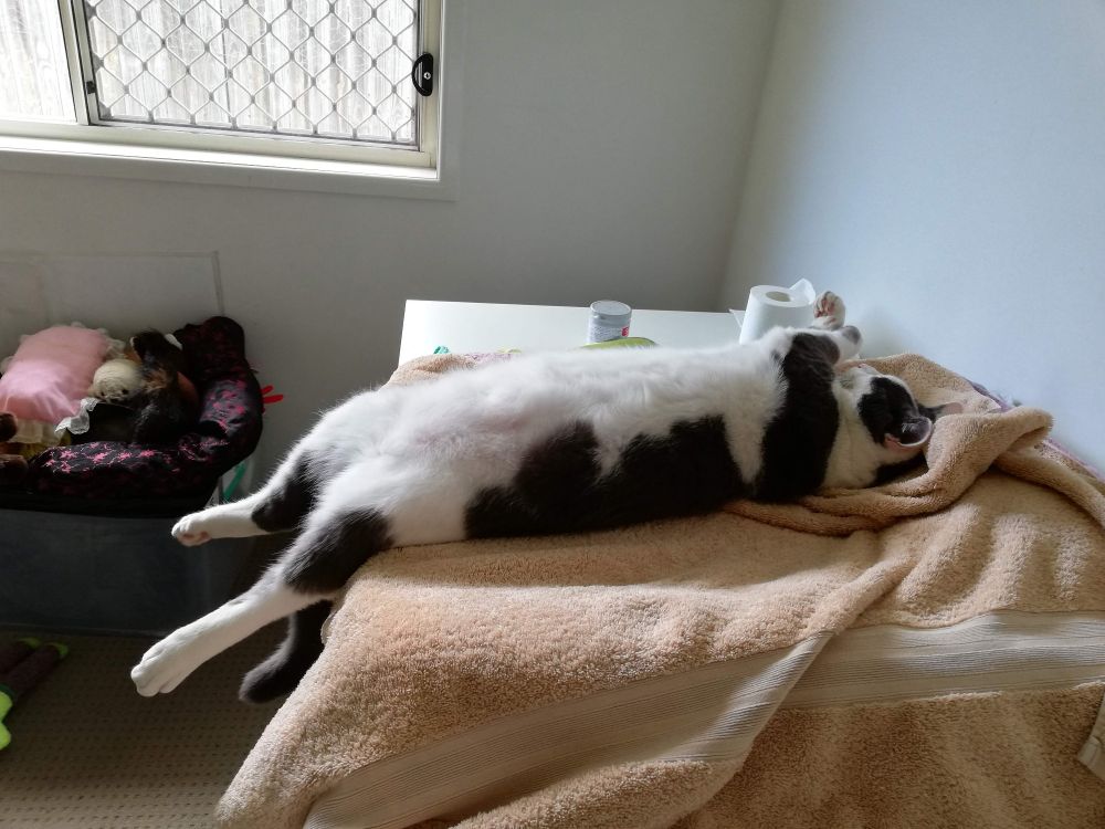 A grey and white cat lying on a baby change table like a baby with his legs stretched out flat.