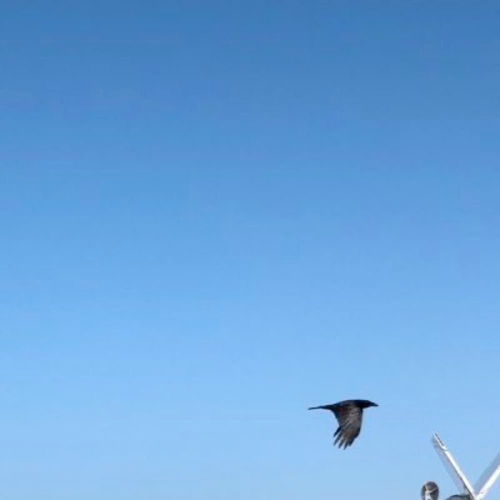 The bluesky logo