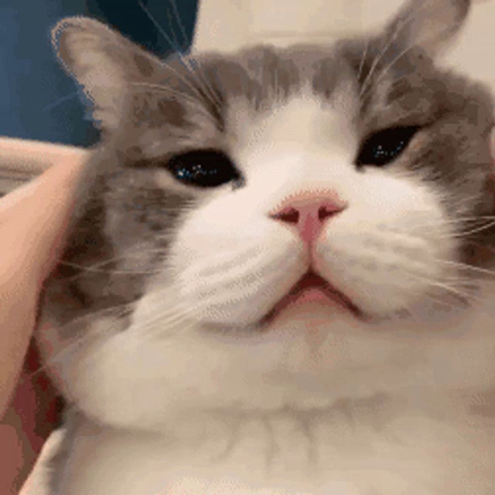 a close up of a cat 's face with its mouth open .