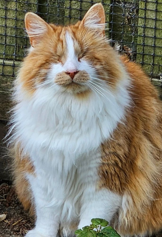 A photograph of Carrots, a large, long-haired white and orange tabby cat with no eyes.
