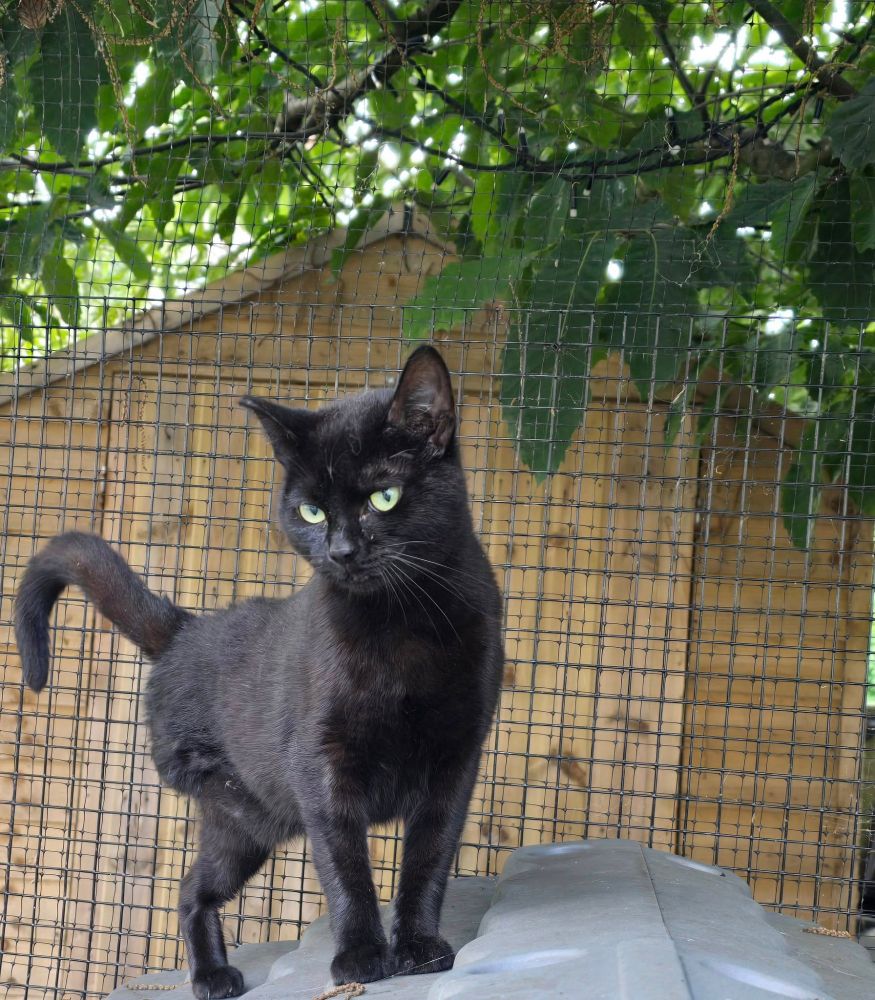 A photograph of a small black cat with big green eyes and three legs, she stands on the plastic "roof" of a toy house, in front of a plastic mesh fence. Behind the fence is a wooden shed and the branches of a tree.