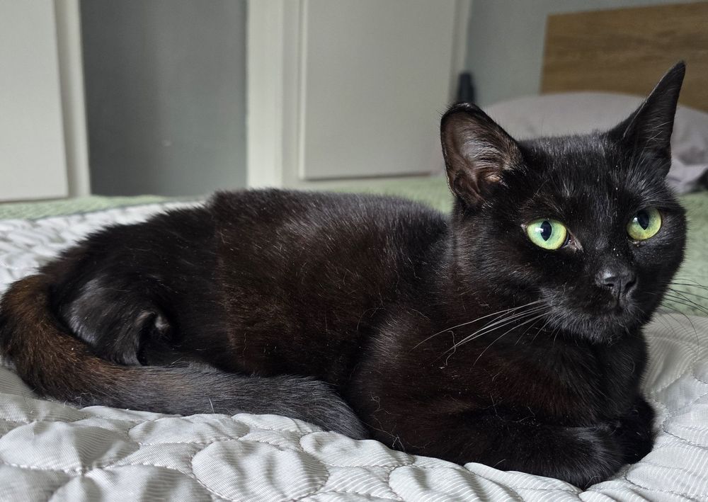 A photograph of Conga. She is a fairly small adult black cat, with big green eyes and only three legs. She's in a "loaf" position, with her tail curled around her side. She looks toward someone behind the camera inquisitively. 
