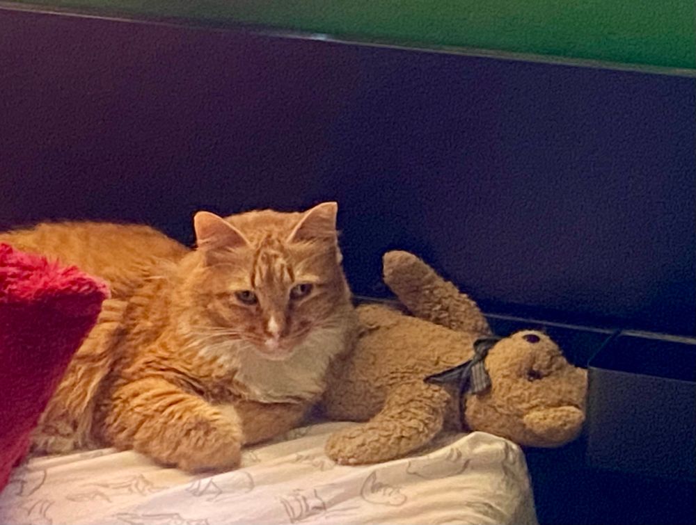 An orange cat in a bed