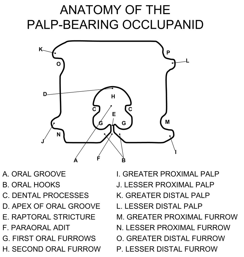 Illustration of the Proposed Anatomy of the Palp-Bearing Occlupanid.