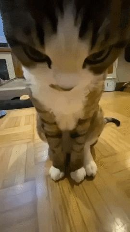 a close up of a cat 's face and paws on a wood floor