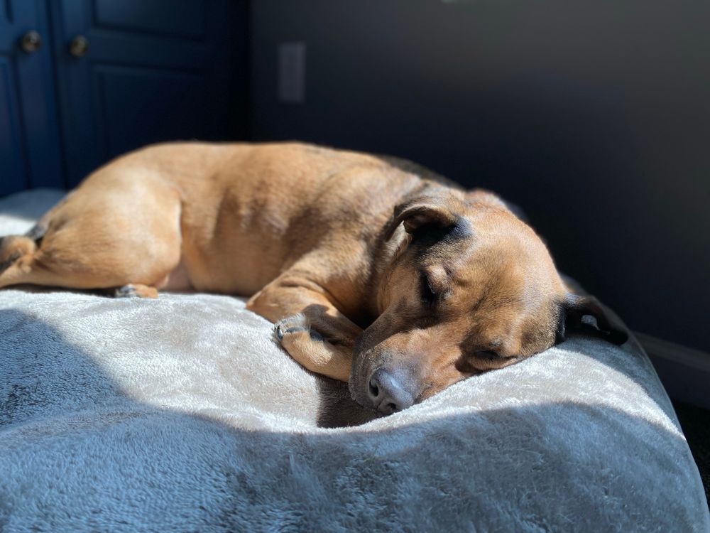 A brown dog sleeping on a grey bed with the sunlight shining on the dog.