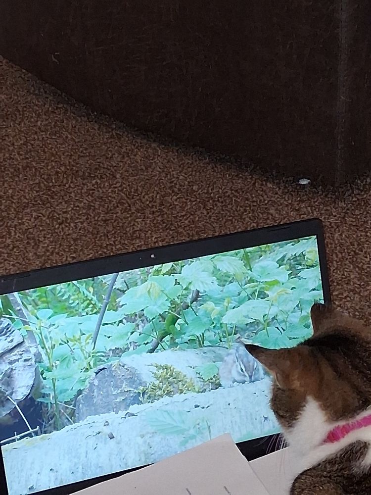 Jacq watching YouTube, specifically the  Birder King streaming channel, on the laptop.