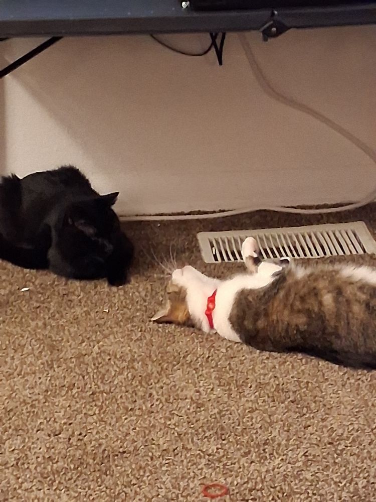 Jacq, a gray and white tabby, lies on her back, looking at Pepper, a black void kitty, who is cat-loafing during a break in playing.