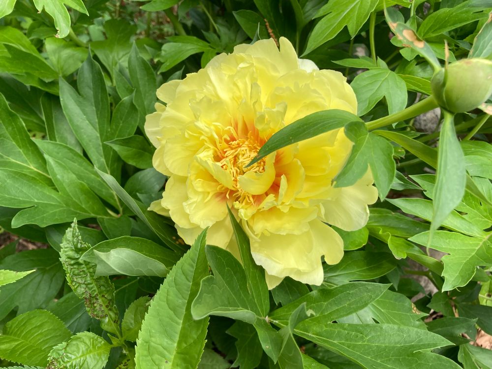 Double yellow large flower with some dark gold peeking out at the center.