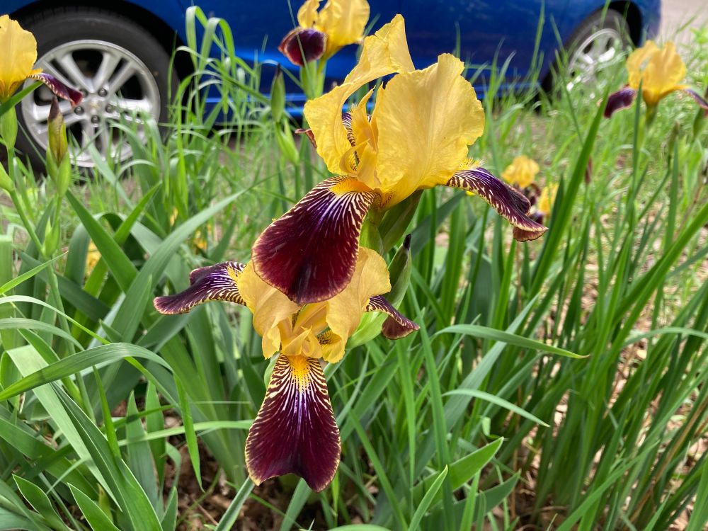 Iris with gold standards and darkest red-violet falls, marked with white striations. Gold beards.