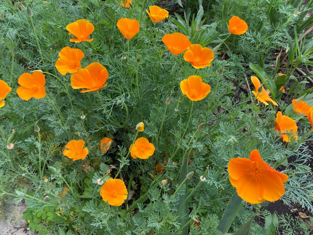 Bright orange cupped flowers, green-gray lacy foliage.