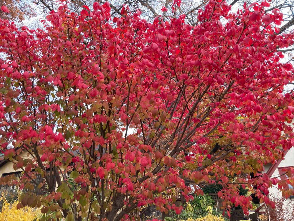 A rounded shrub covered in pinkish red leaves.