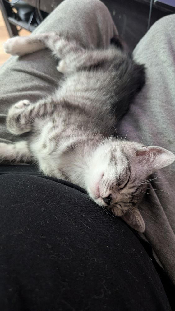 Pinky the kitten looking very peaceful sleeping in my lap