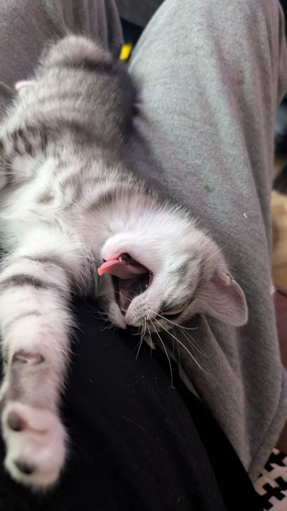 Pinky in my lap stretching her paw out and yawning big
